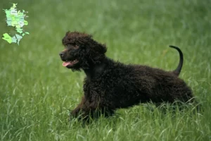 Read more about the article Irish Water Spaniel opdrættere og hvalpe på Sjælland