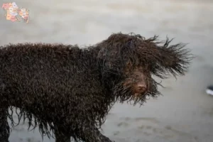 Read more about the article Irish Water Spaniel opdrættere og hvalpe i Syddanmark