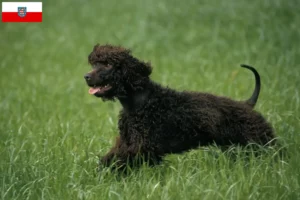 Read more about the article Irish Water Spaniel opdrættere og hvalpe i Thüringen