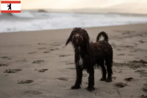 Read more about the article Irish Water Spaniel opdrættere og hvalpe i Berlin