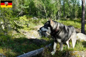 Read more about the article Jämthund opdrættere og hvalpe i Saarland
