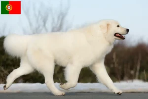 Read more about the article Maremma Abruzzo Sheepdog opdrættere og hvalpe i Portugal