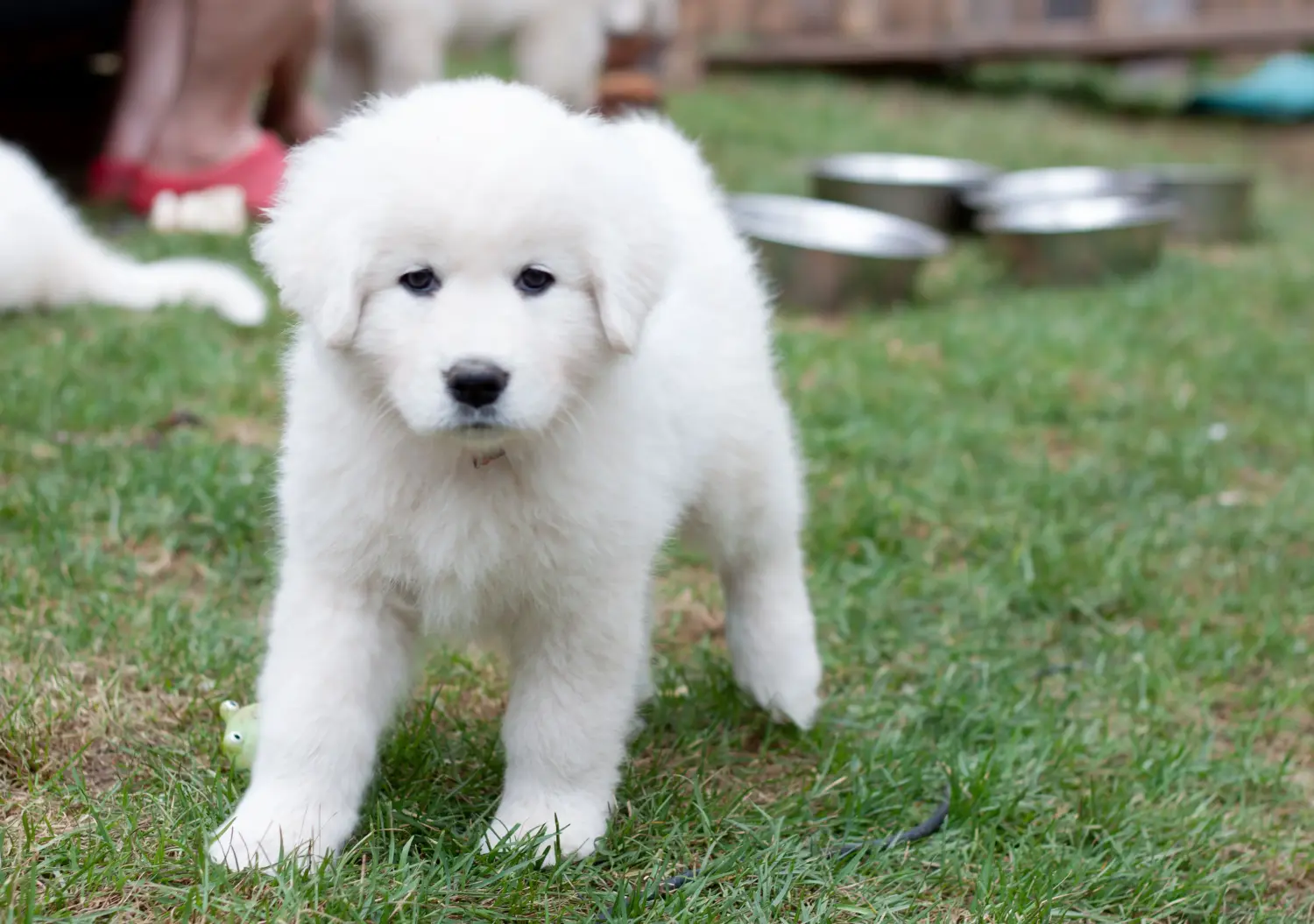 At købe en Maremma Abruzzo Sheepdog-hvalp betyder at tage ansvar! Køb Maremma Abruzzo Sheepdog hvalpe.