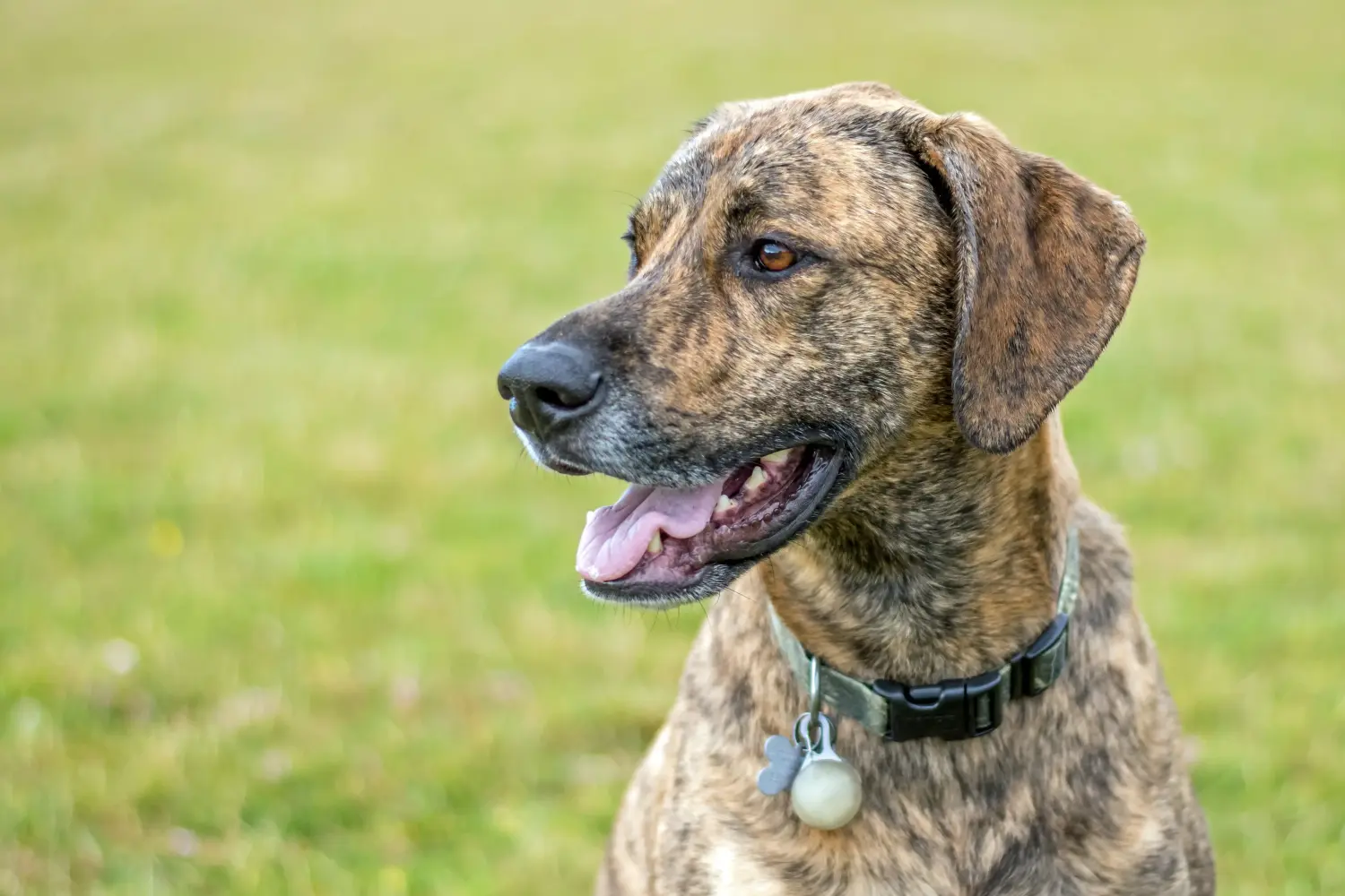 Plott Hound-hvalpe og opdrættere Her kan du finde Plott Hounds-opdrættere i nærheden af dig.