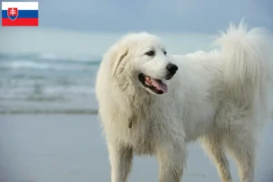 Read more about the article Pyrenæerhundeopdrættere og hvalpe i Slovakiet