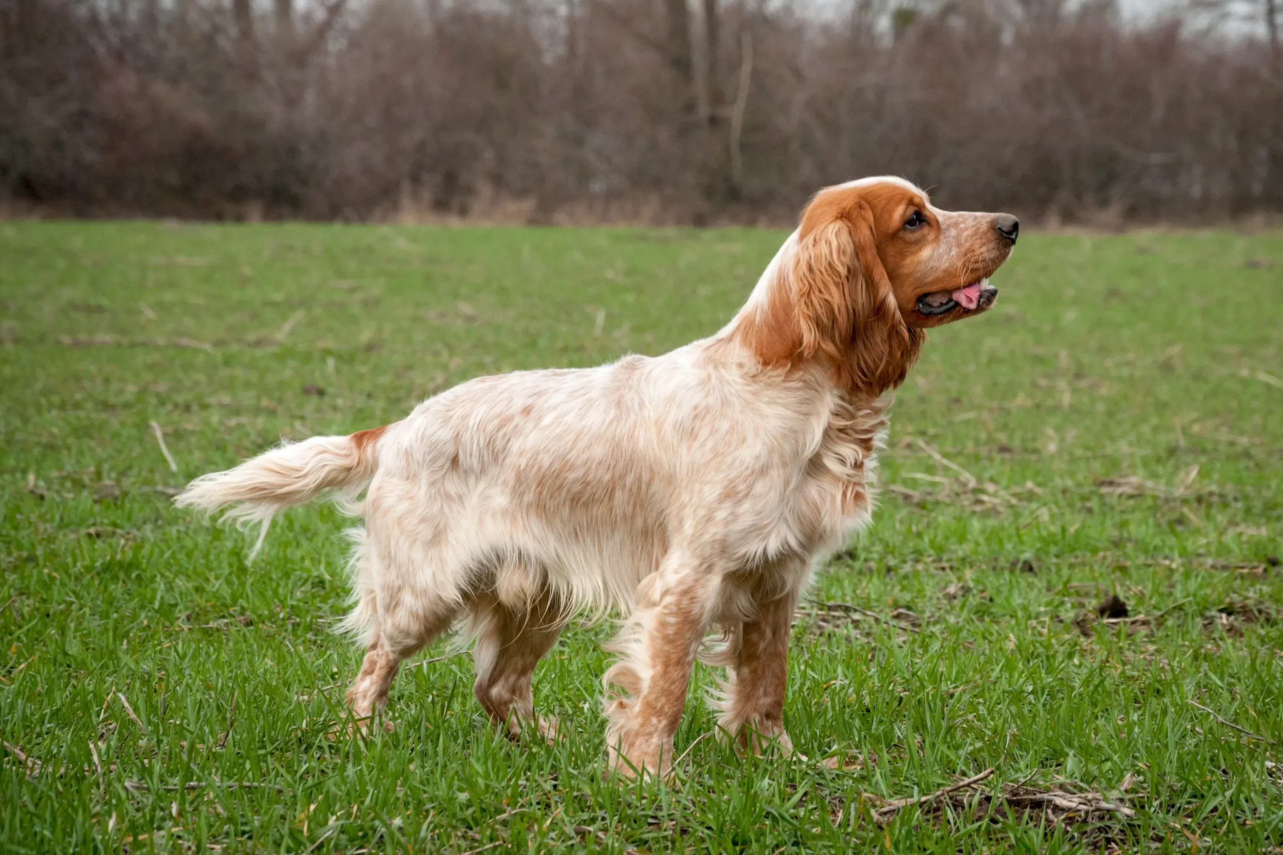 Read more about the article Opdrætter af russisk spaniel