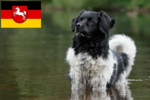 Read more about the article Stabij opdrættere og hvalpe i Niedersachsen