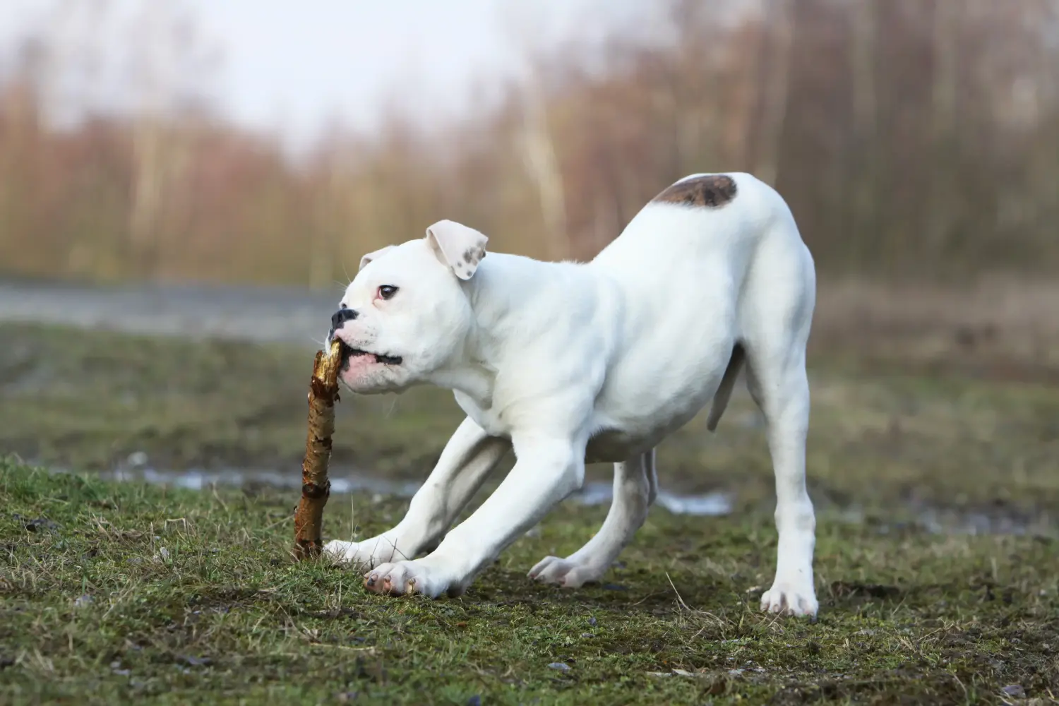 At købe en amerikansk bulldoghvalp betyder at tage ansvar! Køb amerikanske bulldog-hvalpe.