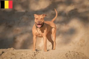 Read more about the article Amerikansk Pit Bull Terrier opdrættere og hvalpe i Belgien
