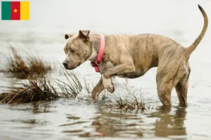 Read more about the article American Pit Bull Terrier opdrættere og hvalpe i Cameroun