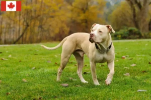 Read more about the article Amerikansk Pit Bull Terrier opdrættere og hvalpe i Canada