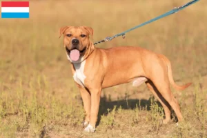 Read more about the article Amerikansk Staffordshire Terrier opdrættere og hvalpe i Luxembourg