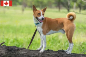 Read more about the article Basenji opdrættere og hvalpe i Canada