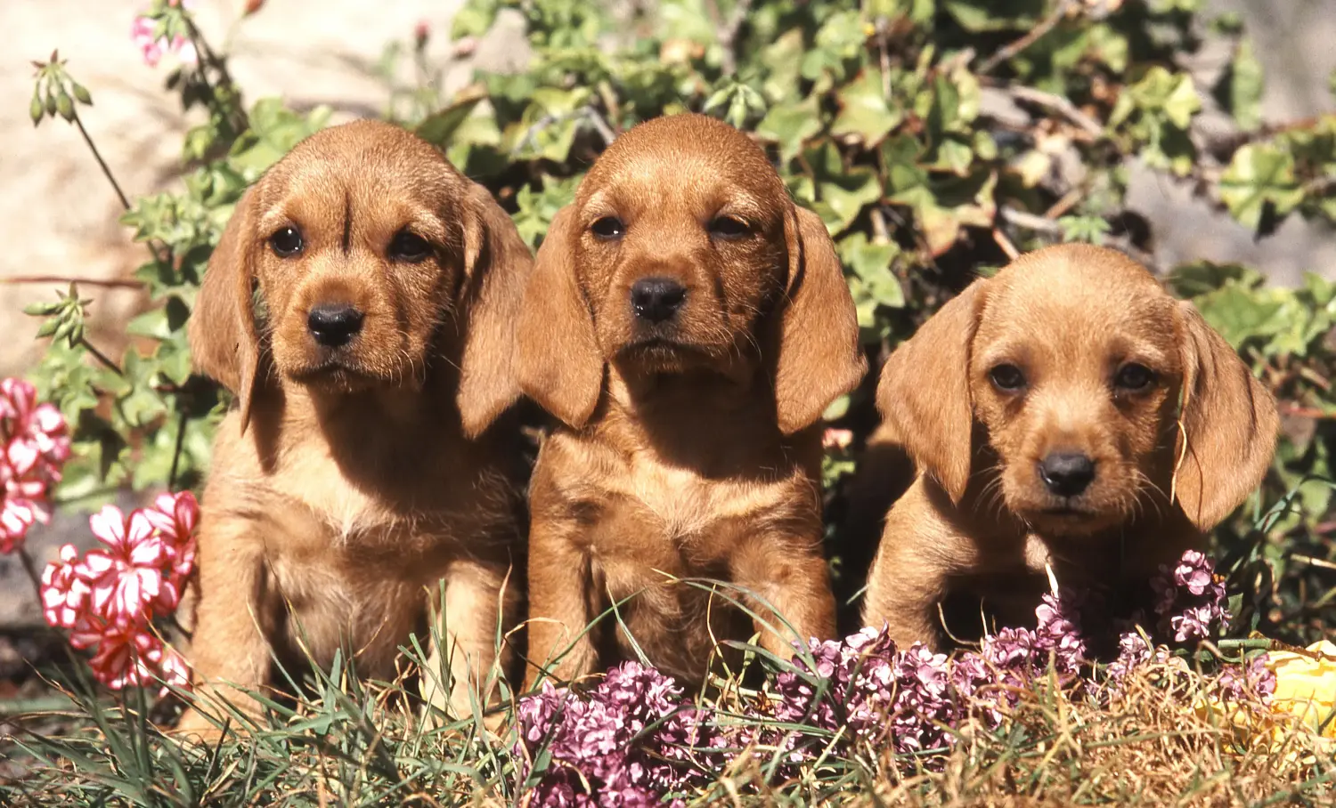 At købe en Basset fauve de Bretagne-hvalp betyder at tage ansvar! Basset fauve de Bretagne hvalpe til salg.