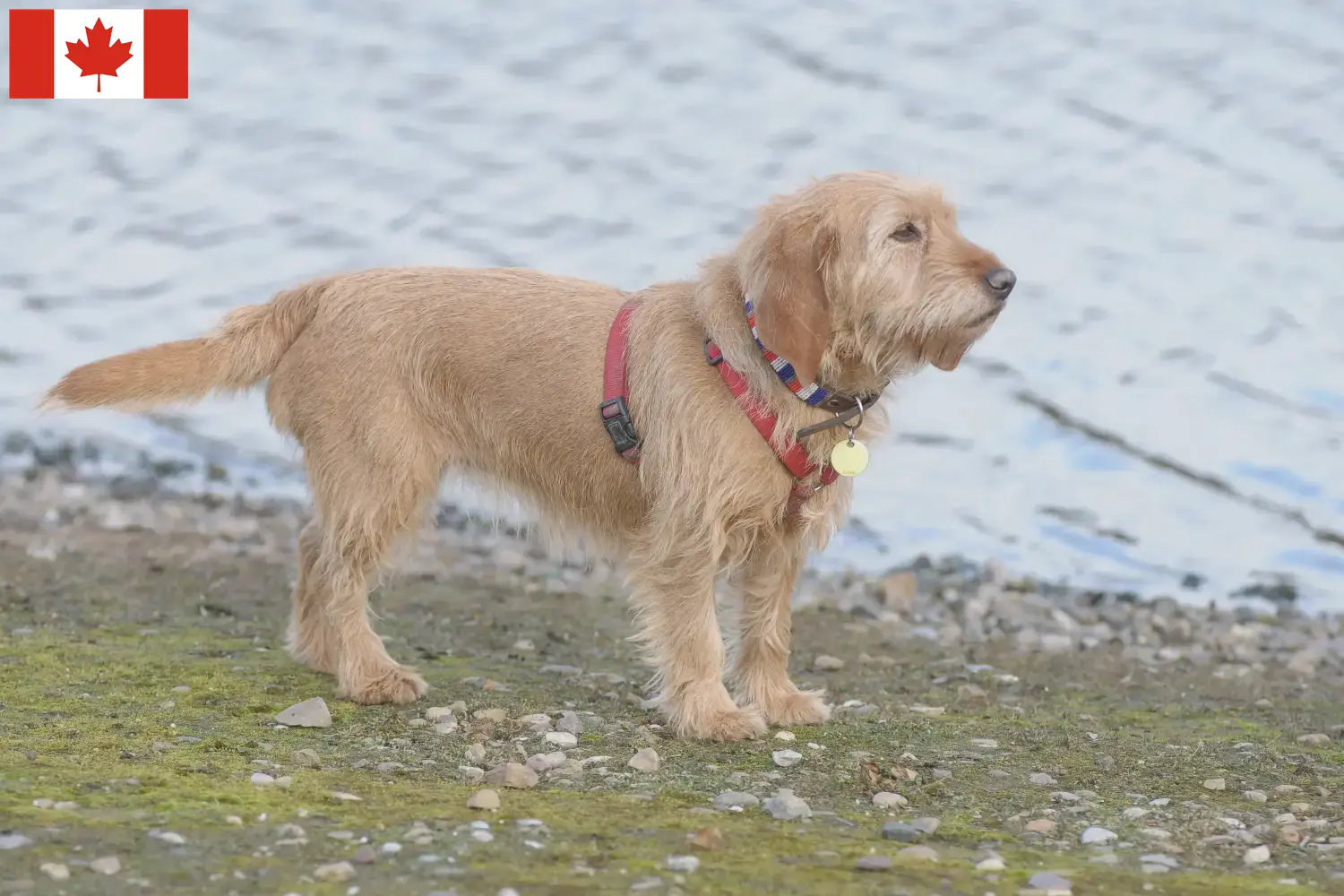 Basset fauve de Bretagne hvalpe og opdrættere Canada Find Basset fauve de Bretagne-opdrættere i Canada.
