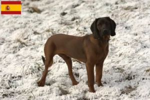 Read more about the article Bavarian Mountain Hound opdrættere og hvalpe i Spanien
