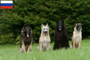Read more about the article Belgisk hyrdehundeopdrætter og hvalpe i Rusland