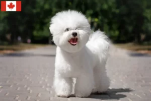 Read more about the article Bichon Frisé opdrættere og hvalpe i Canada