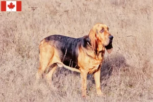 Read more about the article Blodhundeopdrættere og hvalpe i Canada