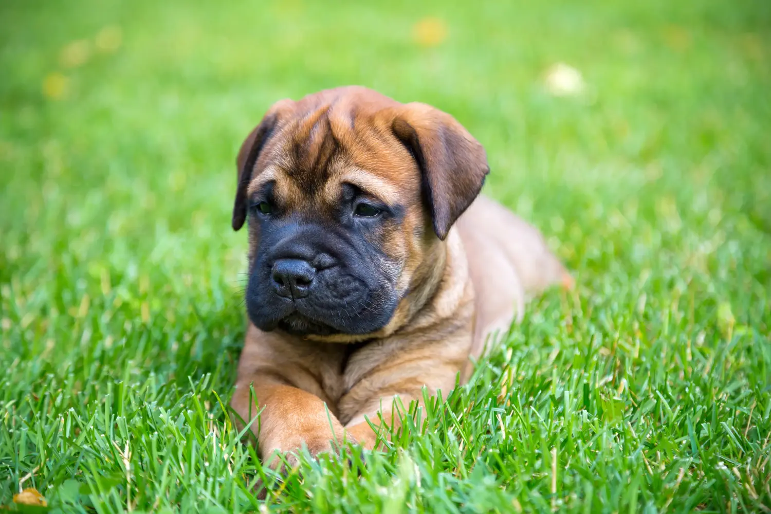 At købe en Bullmastiff-hvalp betyder at tage ansvar! Køb Bullmastiff-hvalpe.