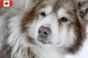 Read more about the article Canadisk eskimohundeopdrætter og hvalpe i Canada