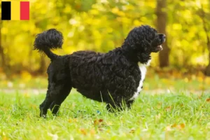 Read more about the article Cão de Agua português opdrættere og hvalpe i Belgien