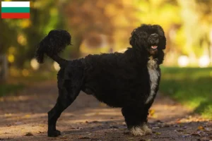 Read more about the article Cão de Agua português opdrættere og hvalpe i Bulgarien