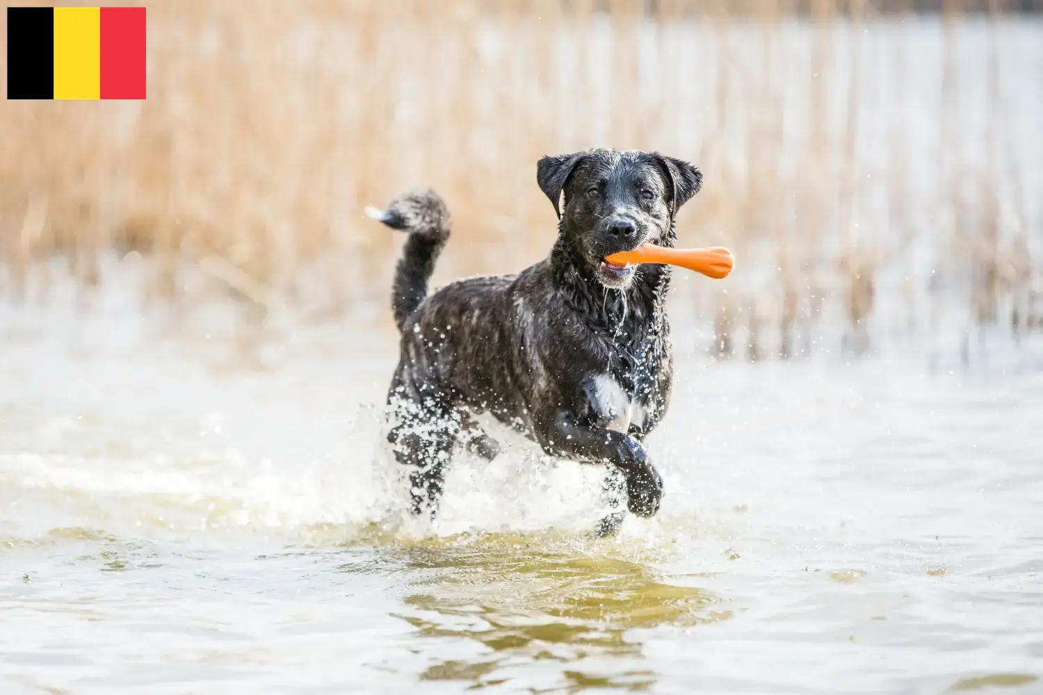 Read more about the article Cão Fila de São Miguel opdrættere og hvalpe i Belgien