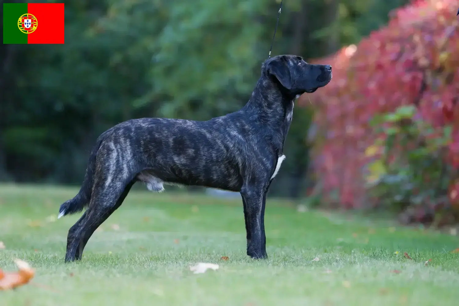 Cão Fila de São Miguel hvalpe og opdrættere Portugal Find her Cão Fila de São Miguels opdrættere i Portugal.