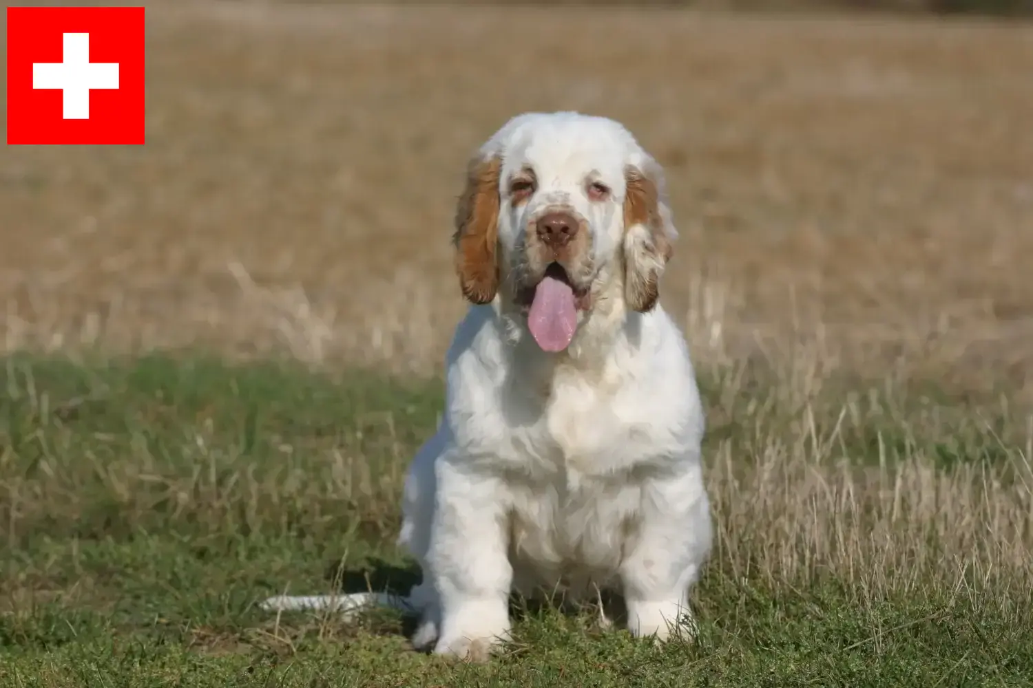 Read more about the article Clumber Spaniel opdrættere og hvalpe i Schweiz
