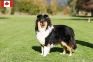 Read more about the article Collieopdrættere og hvalpe i Canada