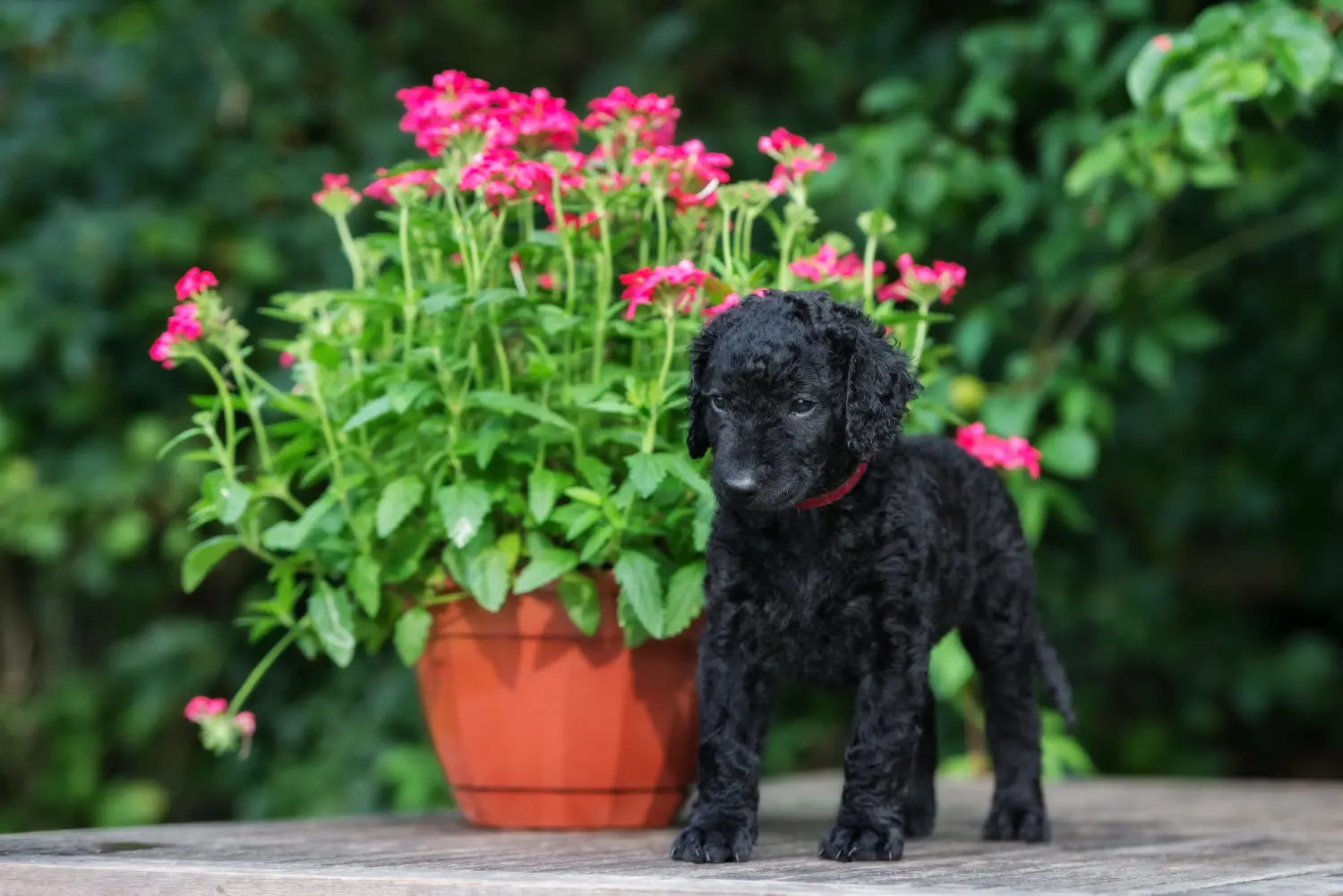 At købe en Curly Coated Retriever-hvalp betyder at tage ansvar! Køb Curly Coated Retriever-hvalpe.