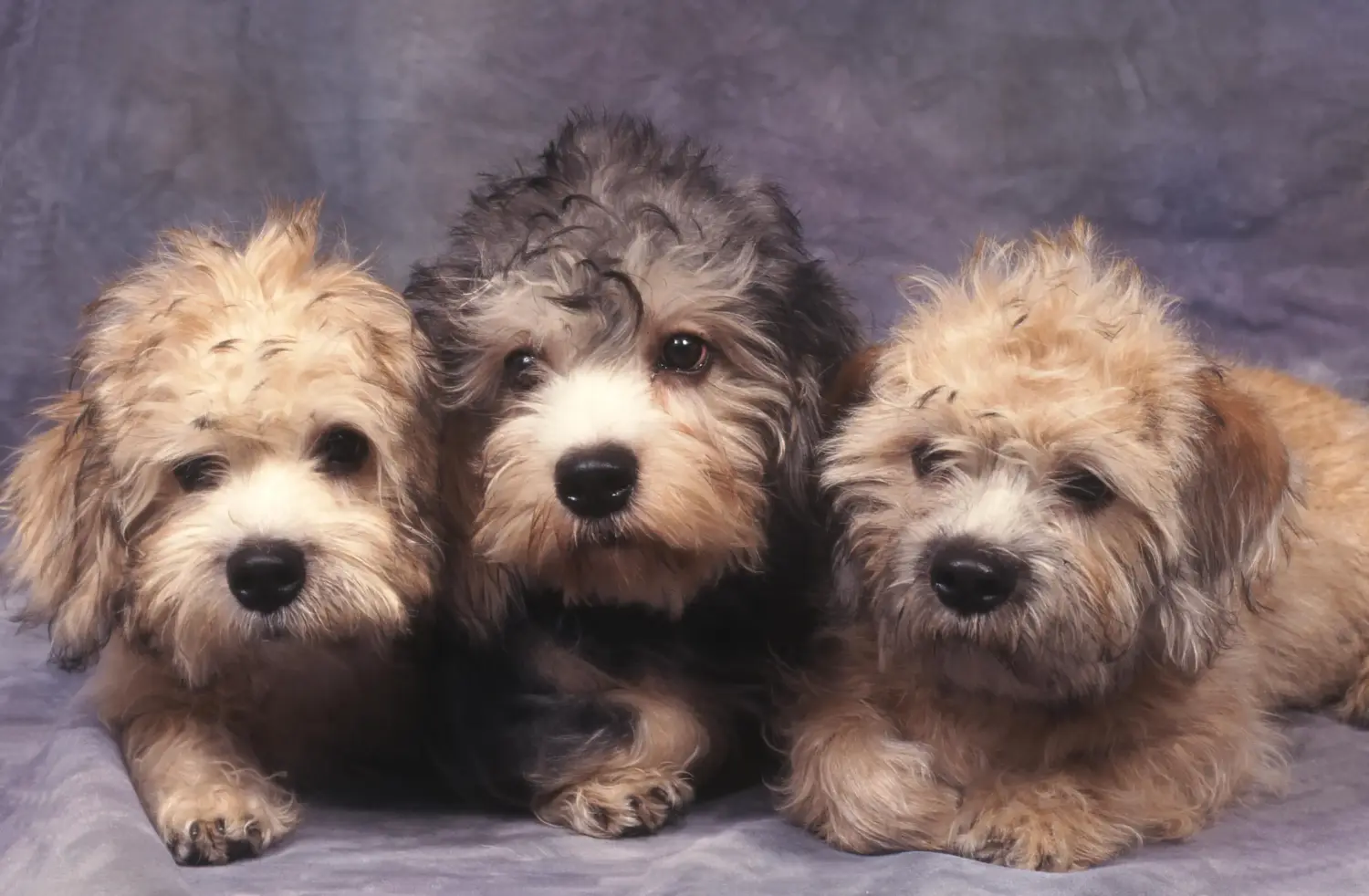 At købe en Dandie Dinmont Terrier-hvalp betyder at tage ansvar! Køb Dandie Dinmont Terrier hvalpe.