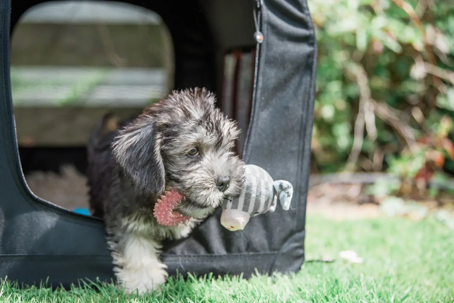 At købe en Dandie Dinmont Terrier-hvalp betyder at tage ansvar! Køb Dandie Dinmont Terrier hvalpe.