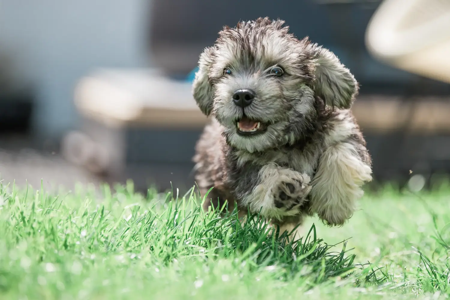 At købe en Dandie Dinmont Terrier-hvalp betyder at tage ansvar! Køb Dandie Dinmont Terrier hvalpe.