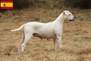 Read more about the article Dogo Argentino opdrættere og hvalpe i Spanien
