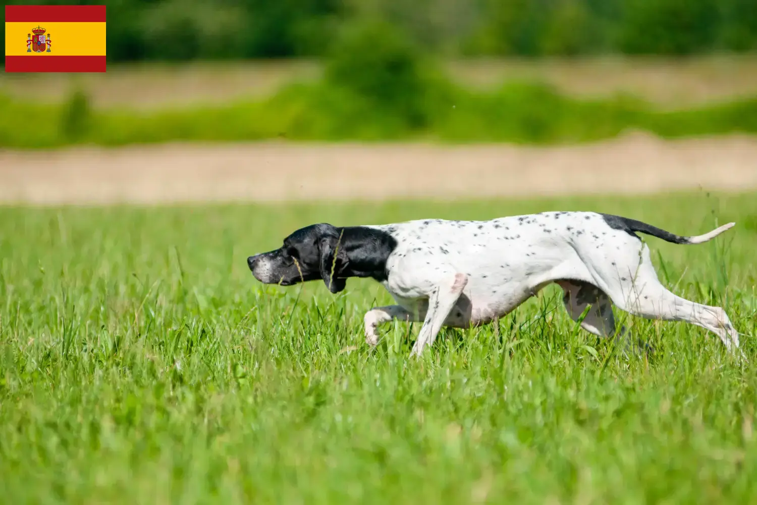 Engelsk pointer hvalpe og opdrættere Spanien Find opdrættere af engelske pointere i Spanien her.