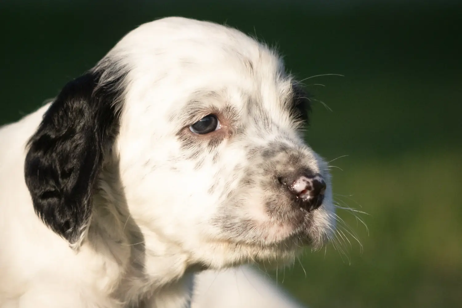 At købe en engelsk setter-hvalp betyder at tage ansvar! Køb Engelsk Setter hvalpe.