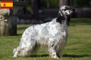 Read more about the article Opdrættere af engelsk setter og hvalpe i Spanien