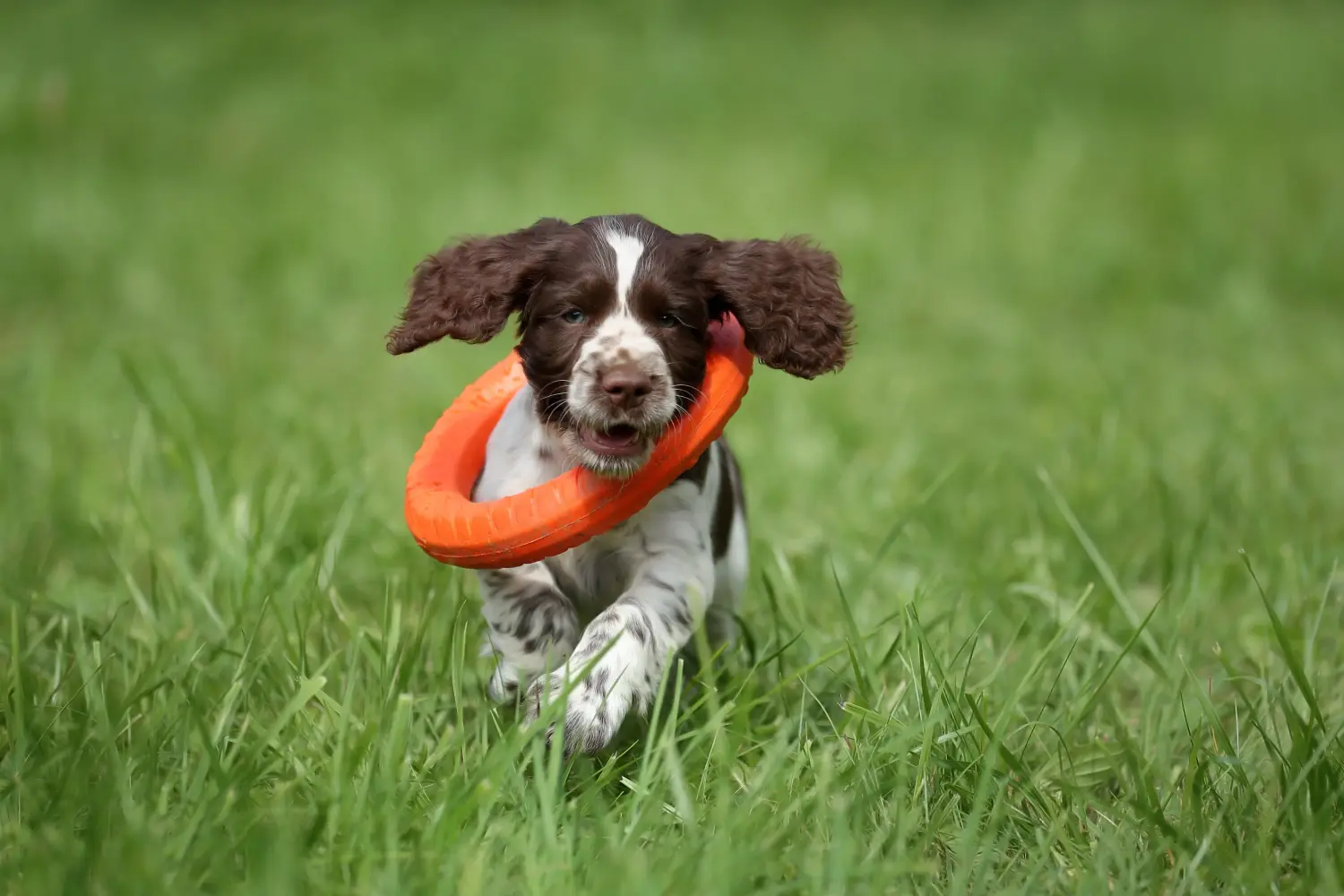 At købe en English Springer Spaniel-hvalp betyder at tage ansvar! Køb Engelsk Springer Spaniel hvalpe.