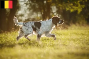 Read more about the article Engelsk Springer Spaniel opdrættere og hvalpe i Belgien
