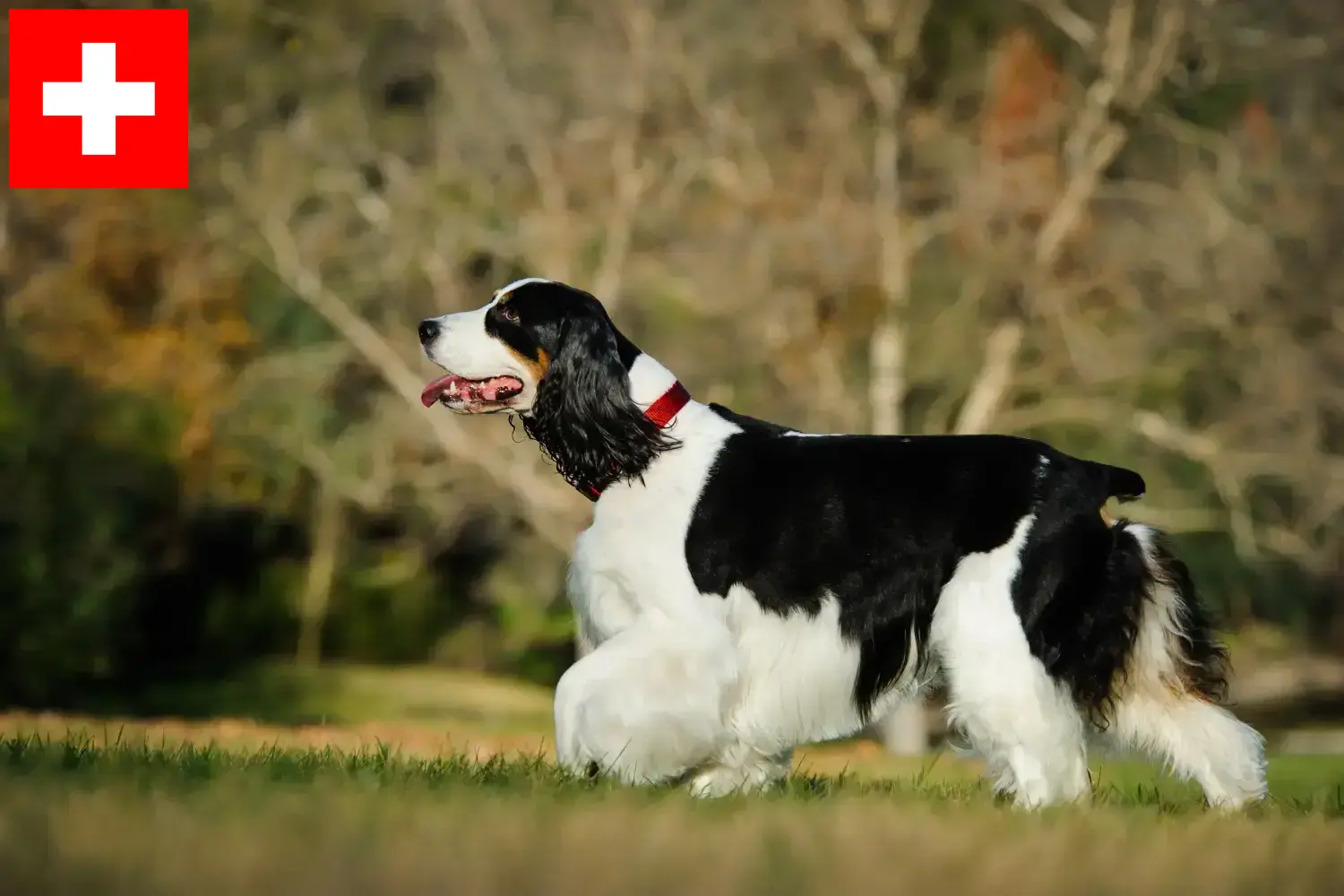 Engelsk Springer Spaniel hvalpe og opdrættere Schweiz Her kan du finde opdrættere af engelsk springer spaniel i Schweiz.