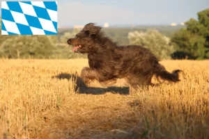 Read more about the article Fårepudelopdrættere og hvalpe i Bayern