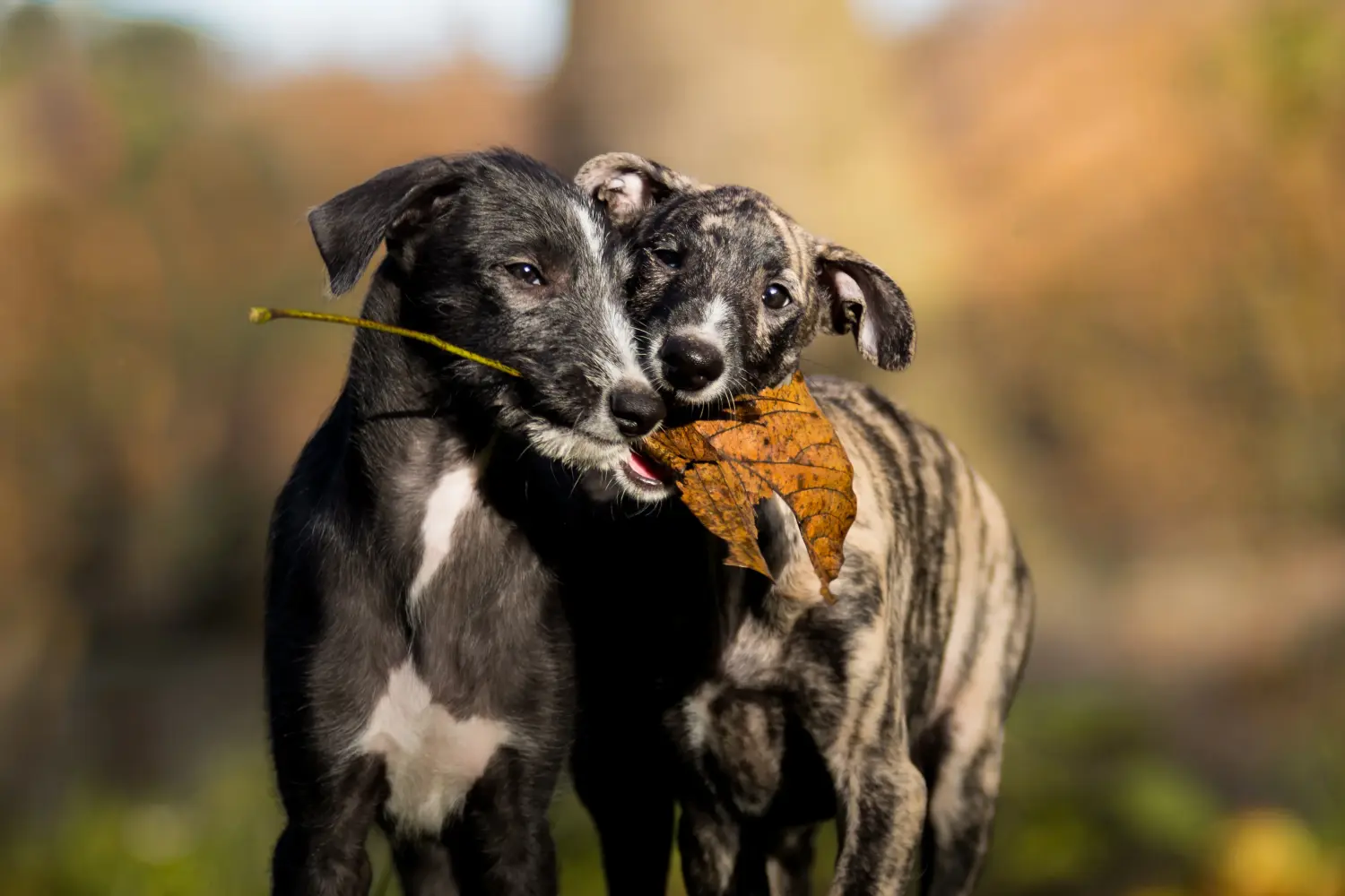 At købe en Galgo Espanol-hvalp betyder at tage ansvar! Køb Galgo Espanol hvalpe.