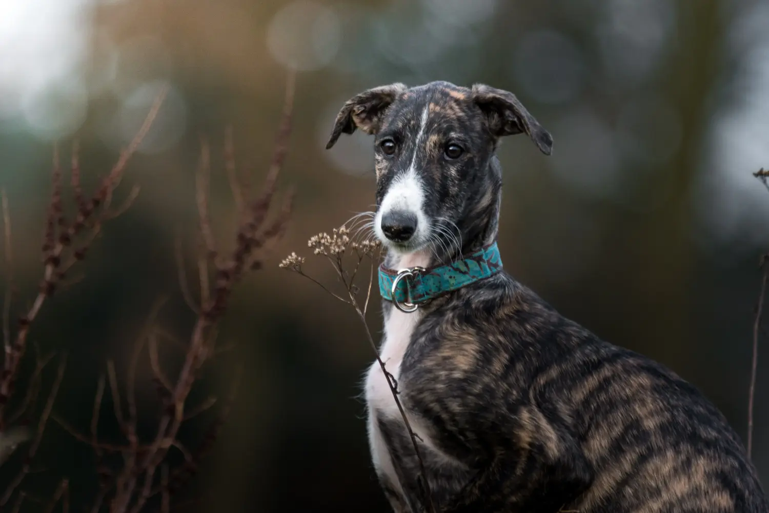At købe en Galgo Espanol-hvalp betyder at tage ansvar! Køb Galgo Espanol hvalpe.