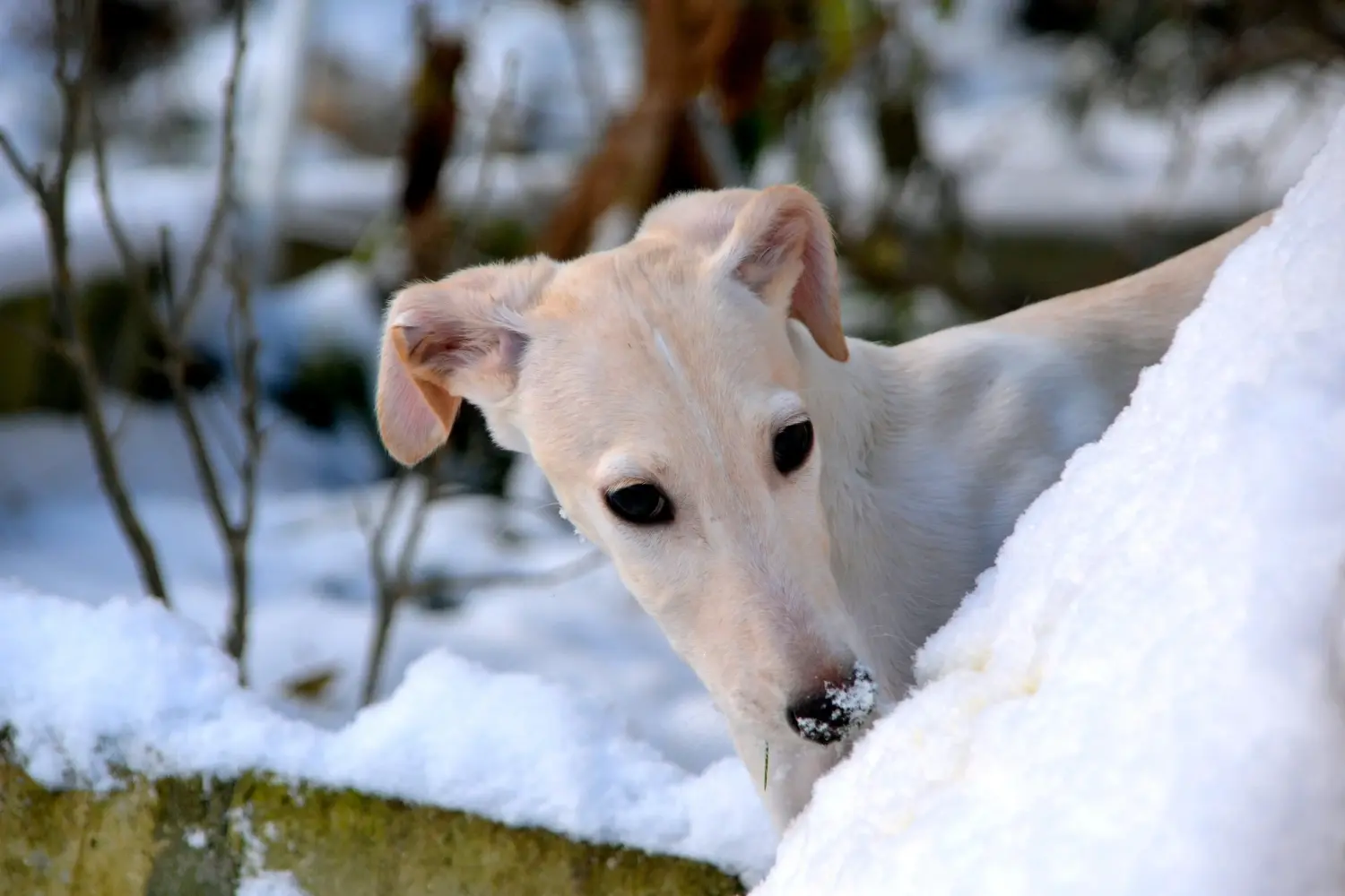 At købe en Galgo Espanol-hvalp betyder at tage ansvar! Køb Galgo Espanol hvalpe.