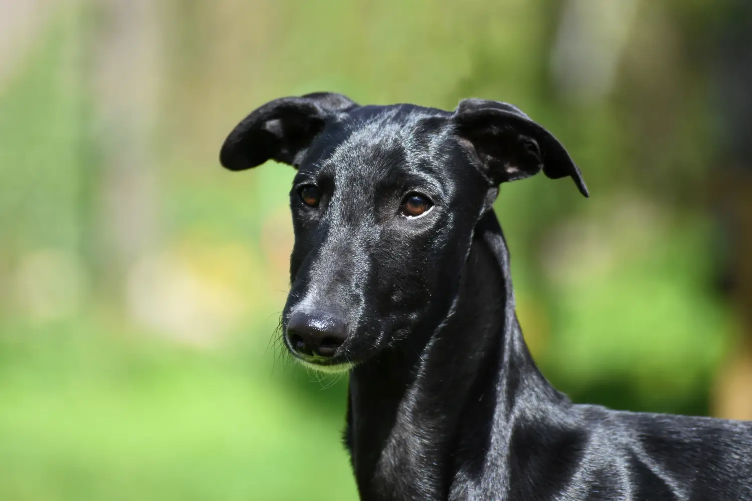 At købe en Galgo Espanol-hvalp betyder at tage ansvar! Køb Galgo Espanol hvalpe.