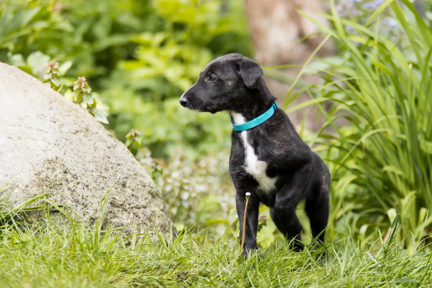 At købe en Galgo Espanol-hvalp betyder at tage ansvar! Køb Galgo Espanol hvalpe.