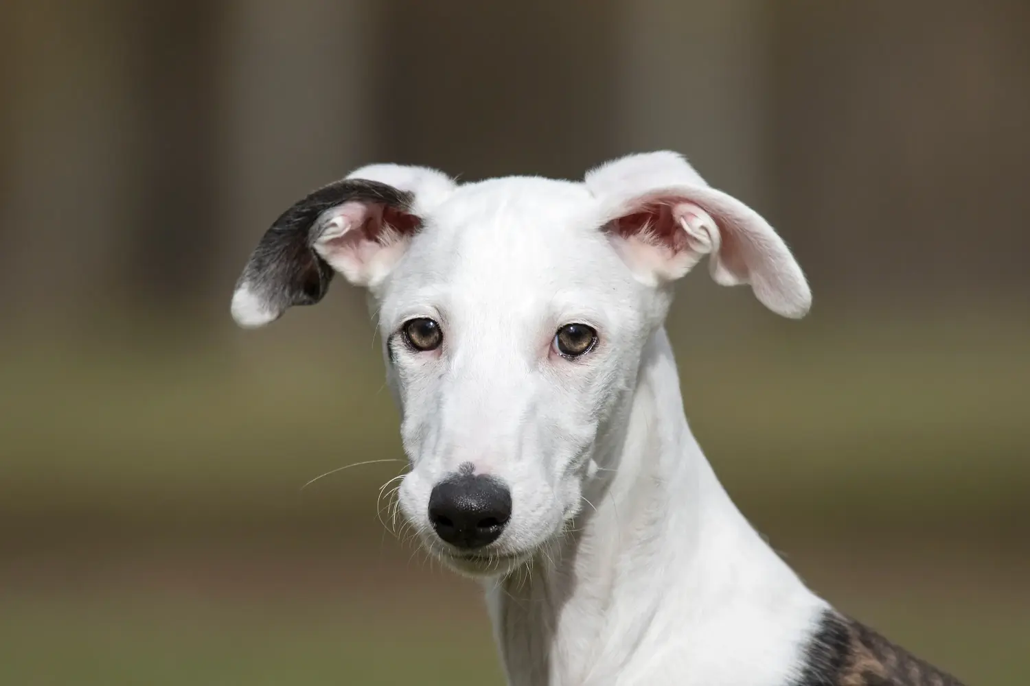 At købe en Galgo Espanol-hvalp betyder at tage ansvar! Køb Galgo Espanol hvalpe.