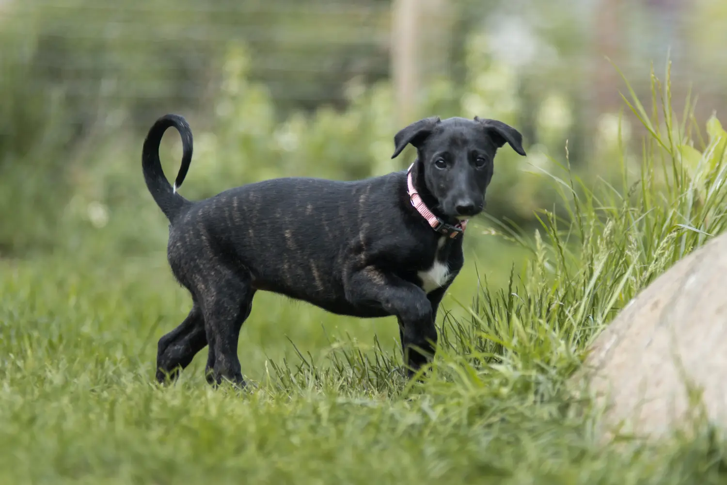 At købe en Galgo Espanol-hvalp betyder at tage ansvar! Køb Galgo Espanol hvalpe.